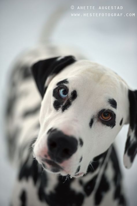 Norris.dalmatian.. Dalmatian Photography, Spotty Dog, Dog Obsessed, Dalmatian Puppy, Dalmatian Dog, Pointer Dog, Dalmatian Dogs, Airedale Terrier, Brown Dog