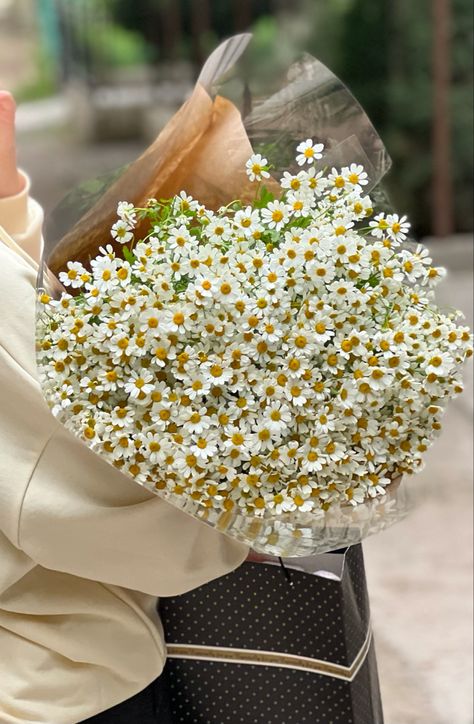 Academia Flowers Aesthetic, Chamomile Flowers Aesthetic, Camomile Bouquet, Daisy Flower Aesthetic, Camomile Flower, Pretty Backrounds, Aesthetic Daisy, Daisy Wallpaper, Daisy Bouquet