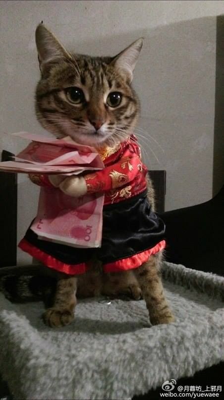 koshka s den'gami Chinese Cat, Cat Pfp, Happy Chinese New Year, Cat Costumes, Chinese New Year, Cat Memes, True Love, Harry Potter, Kitty