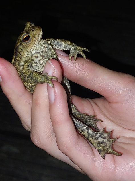 Cute toad being held in a hand at night with flashlight Faggotcore Aesthetic, Bobbycore Aesthetic, Spencercore Aesthetic, Gavincore Aesthetic, Goblincore Images, Pfp Goblincore, Goblincore Icon, Goblincore Boy, Gremlin Aesthetic