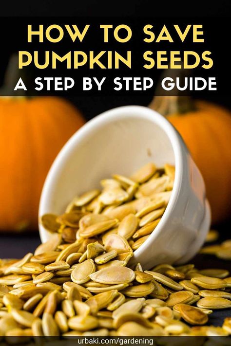 Drying Pumpkin Seeds, Planting Pumpkin Seeds, When To Plant Pumpkins, Can Dogs Eat Pumpkin, Preserving Pumpkins, Frozen Pumpkin, Planting Pumpkins, Pumpkin Seed Recipes, Large Pumpkins