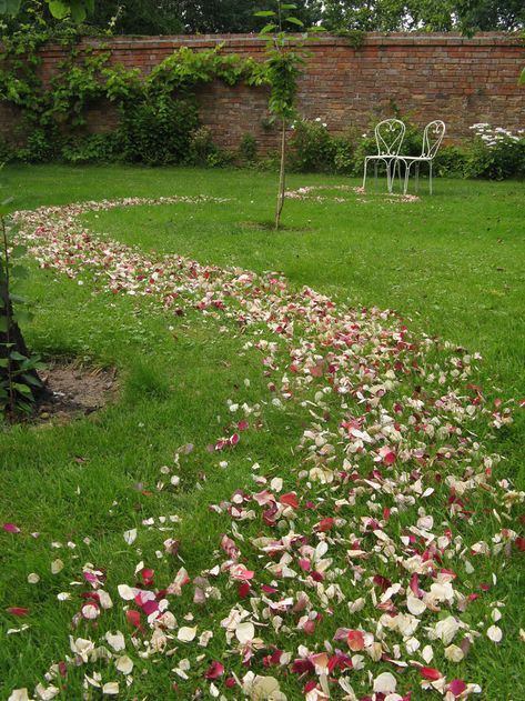 Petal Confetti Wedding, Fairyland Wedding, Rose Petal Aisle, Firefly Forest, Rose Petal Confetti, Flower Petal Confetti, Confetti Ideas, Flower Petals Wedding, Day Wedding Decor