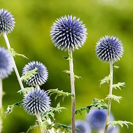 Blue Globe Thistle, Perennial Borders, Nail Designs Flower, Summer Planting, Globe Thistle, Experiential Design, Nails Flower, Lily Bulbs, Seed Heads