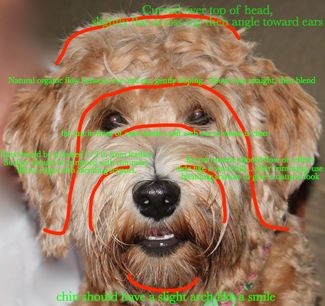 Labradoodle Grooming Face Instructions Australian Labradoodle Grooming, Labradoodle Cuts, Labradoodle Haircut, Labradoodle Grooming, Goldendoodle Haircuts, Goldendoodle Grooming, Puppy Haircut, Dog Grooming Styles, Puppy Time