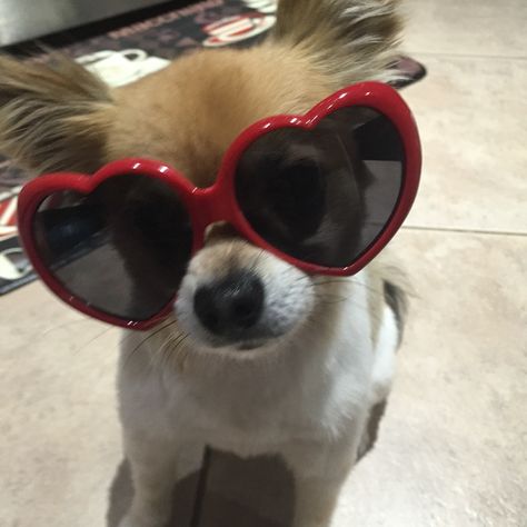 My favorite Pom-chi 💜 Puppy glasses Dog With Heart Glasses, Cute Dogs With Glasses, Animals With Glasses, Funny Looking Cats, Cute Small Dogs, Dog With Glasses, Heart Shaped Glasses, Happy Images, Dog Icon