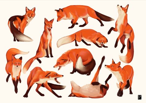 ArtStation - Fox Anatomy Fox Pose Reference, Fox Drawing Reference, How To Draw Foxes, Feline Reference, Fox Anatomy, Fox Oc, Fox Sketch, Fox Artwork, Fox Drawing