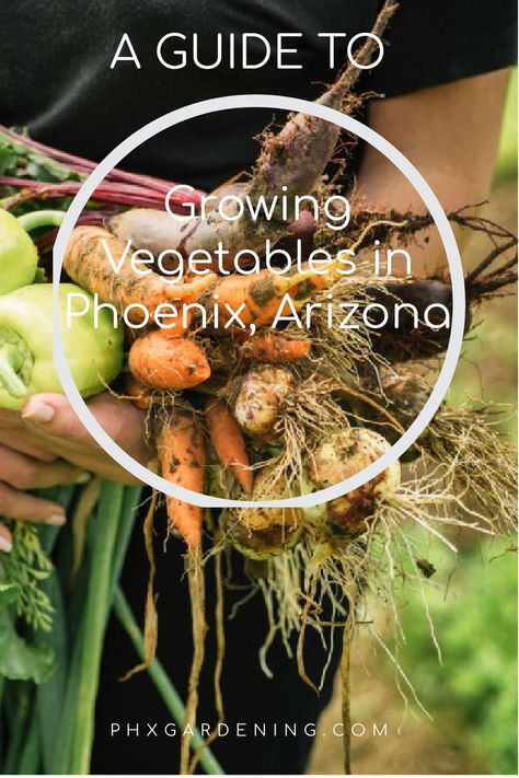 Tips on starting a vegetable garden in Phoenix, Arizona. Phoenix Garden Ideas, Arizona Vegetable Garden, Phoenix Gardening, Desert Vegetable Garden Arizona, Desert Vegetable Garden, Gardening In Phoenix Az, Phoenix Home And Garden, Herb Garden Boxes, Phoenix Backyard