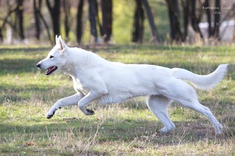 Dog Design Art, Swiss Shepherd, White Swiss Shepherd, Dog Anatomy, Dog Poses, Canine Art, Pretty Dogs, Pretty Animals, Arte Animal