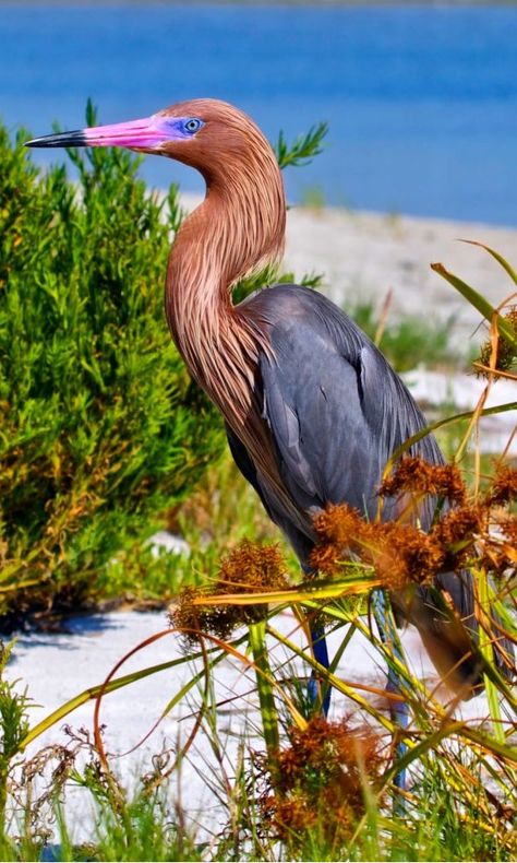 Garceta rojiza - Reddish Egret - Rötelreiher - Aigrette roussâtre Reddish Egret, Sandton City, Traditional Healer, World Birds, Herons, Owl Bird, Big Bird, Bird Pictures, All Birds