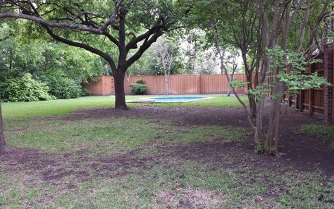 Shady Garden? Woodland plantings are a great solution. - Roundtree Landscaping - Dallas, TX Shady Area Landscaping Ideas, Shady Front Yard Landscaping, Shady Backyard Landscaping, Shady Backyard, Barren Landscape, Leopard Plant, Garden Woodland, Shade Landscaping, Shady Garden