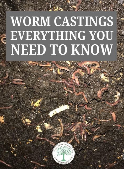 Worm Castings – Everything You Need to Know Earthworm Farm, Vermicomposting Worm Farm, Worm Farm Diy, Worm Castings Tea, Compost Starter, Worm Beds, Meal Worms, Worm Castings, Red Worms