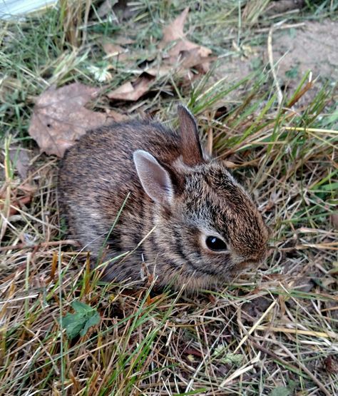 Wild Bunnies, Midwestern Emo, Wild Bunny, Wild Rabbit, Wild Baby, Animal Reference, Animal Help, Nature Wallpapers, Rabbit Baby