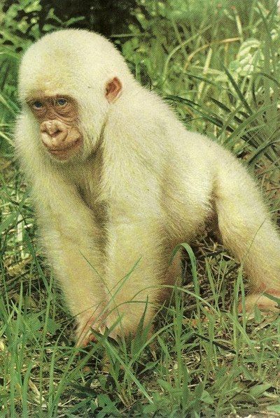 'Snowflake' the Albino gorilla Albino Gorilla, National Geographic Animals, White Monkey, Rare Albino Animals, Dian Fossey, Albino Animals, Great Ape, Primates, Animals Friends