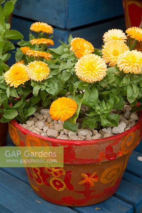 Calendula officinalis - Pot marigold Calendula In Pots, Calendula Plant, Uses For Calendula Flowers, Calendula Pink Surprise, Calendula Cantaloupe, Plant Photography, Garden Plants, Planter Pots, Stock Photos