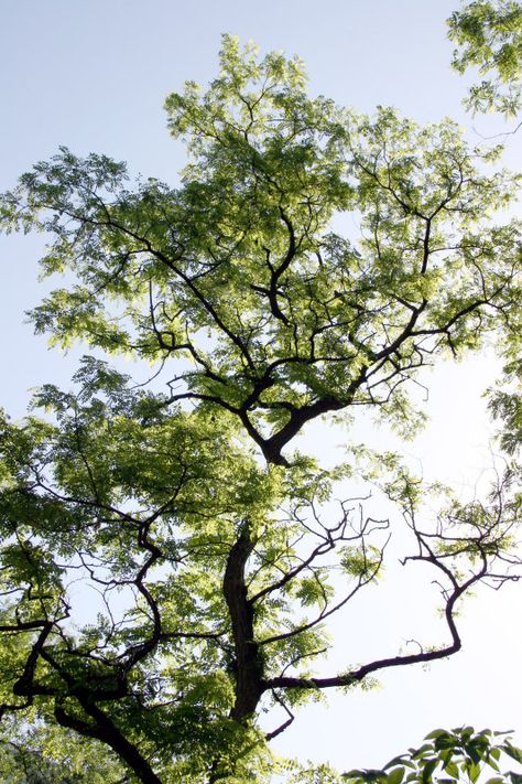 Black locust | Black Locust Tree Locust Tree, Black Locust Tree, Shade Master Honey Locust Tree, Shademaster Honeylocust Tree, Swamp White Oak Tree, Texas Ebony Tree, Fantasy Story Ideas, Misty Forest, Food Forest