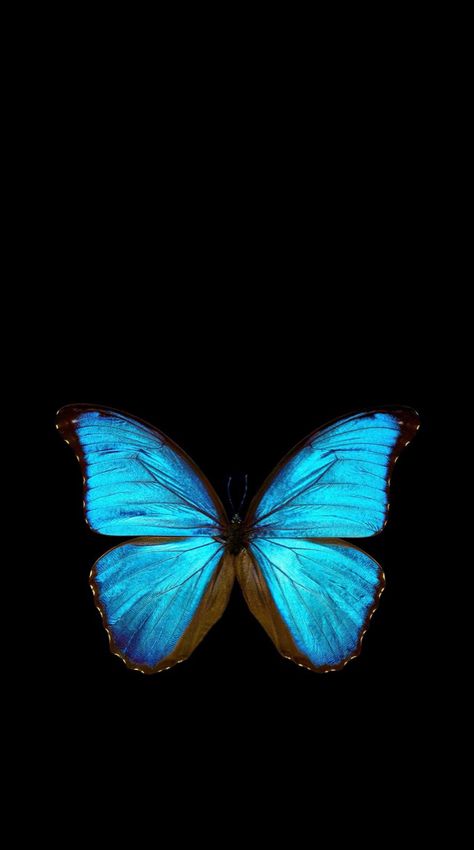 Morpho Azul, Cyan Wallpaper, Teal Butterfly, Blue Butterfly Wallpaper, Butterfly Art Painting, Emoji Photo, Butterfly Wallpaper Iphone, Flower Iphone Wallpaper, Cute Love Wallpapers