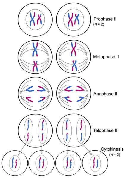 Meiosis: cell division that halves chromosome number, providing haploid set of chromosomes to each GAMETE Online Notes, Study Biology, Biology Classroom, Medical Student Study, Cell Division, Biology Lessons, Medicine Student, Medical School Studying, Teaching Biology