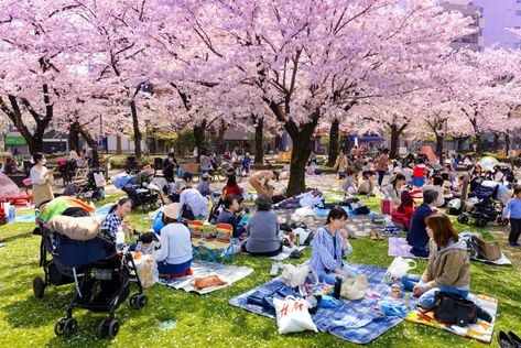 Hanami and cherry blossom trees Hanami Festival Japanese Cherry Blossoms, Hanami Japan, Hanami Festival, Cherry Blossoms In Japan, Festival Japan, Matsuri Festival, Spring In Japan, Japan Cherry Blossom, Festival Aesthetic