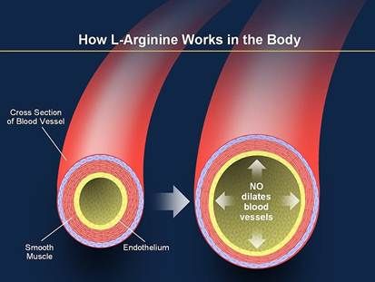 L Arginine Benefits, Arginine Benefits, Arterial System, L Arginine, Nitric Oxide, Growth Hormone, Male Enhancement, Heart Beat, Cardiovascular Health