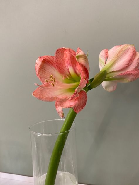 Amaryllis Aesthetic, Amaryllis Flower, Amaryllis Flowers, Simple Phone Wallpapers, Flowers Plants, Forget Me Not, Phone Wallpapers, Marry Me, Phone Wallpaper