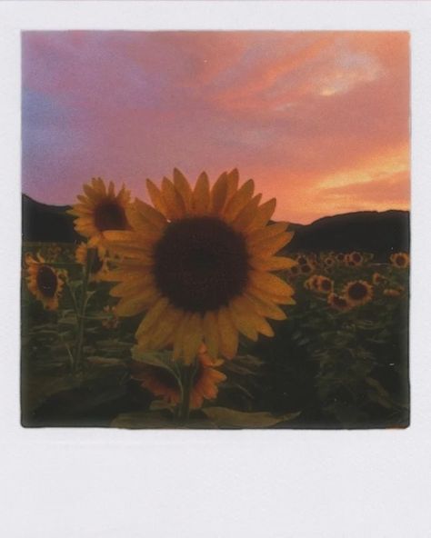 Sunflower Polaroid, Sunset Polaroid, Polaroid Painting, Sunflower Sunset, Sunflower Photo, Polaroid Pictures, Phone Stickers, Sketches Simple, Aesthetic Painting