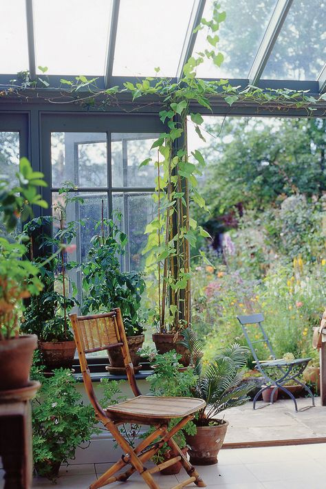 Conservatory Ideas Plants, Glass Conservatory Decor, Botanical Conservatory, Conservatory Plants Uk, All Glass Conservatory, Moonlit Conservatory, Small Conservatory, Conservatory Plants, Glass Porch