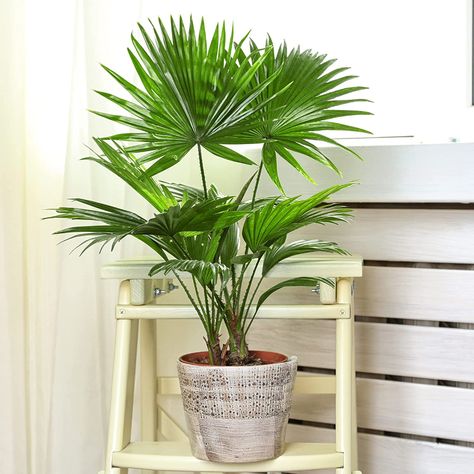 Large House Plant - If you are looking for a large statement indoor house plant, that requires low maintenance, this Livistona Palm is perfect for you. Air Purifying Plant - It is proven that having indoor plants in your home help to provide air purification, thus improving the environment you live in. Real Or Artificial? - Bringing this real Chinese Fan Palm into your home will improve your overall mood daily. Conservatory Office, Chinese Fan Palm, Sago Palm, Tropical House Plants, Chinese Fan, Living Room Plants, Fan Palm, Air Purifying Plants, Air Purifying