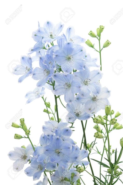 French Blue Flowers, Pale Blue Delphinium, Delphinium Flower Aesthetic, Blue Delphinium Flower, Light Blue Delphinium, Blue Flower Pictures, Blue Larkspur, Baby Blue Flowers, Delphinium Flower