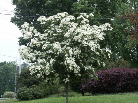 Kousa Dogwood Tree, Kousa Dogwood, Compost Mulch, Cornus Kousa, Dogwood Blooms, Dogwood Tree, Landscaping Trees, Fall Garden Vegetables, Dogwood Trees