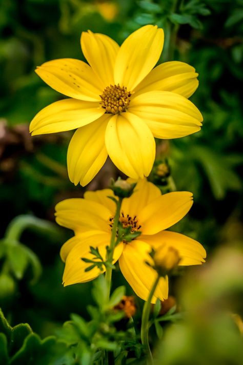 Simple Flower Photography, Yellow Flower Pictures, Yellow Flower Photos, Mosaic Walkway, Beautiful Yellow Flowers, Nature Photography Trees, Flowers Images, Beautiful Flowers Images, Painting Inspo