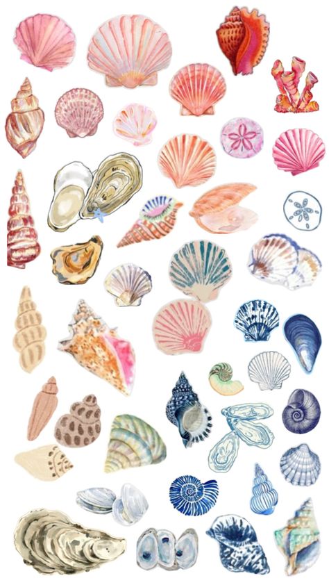 Zara Christmas, Seashell Watercolor, Shell Drawing, Types Of Shells, Oil Pastel Art, Phone Stuff, Seashell Art, Diy Crafts To Do, Seashell Necklace