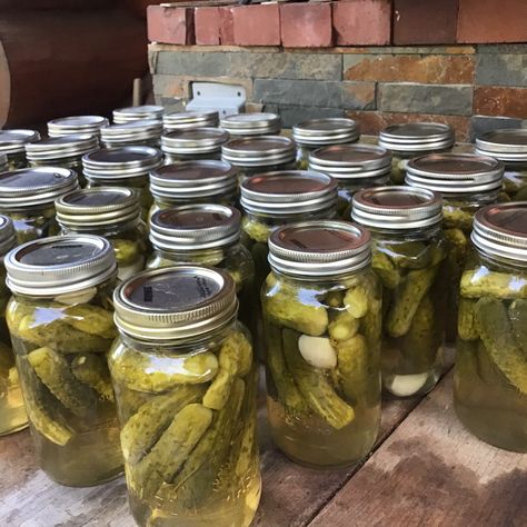 Pop's Dill Pickles Crunchy Dill Pickle Recipe, Canning Pickles Recipe, Canned Pickles, Homemade Pickles Dill, Dill Pickle Recipe, Canning Pickles, Pickling Salt, Brine Recipe, Refrigerator Pickles