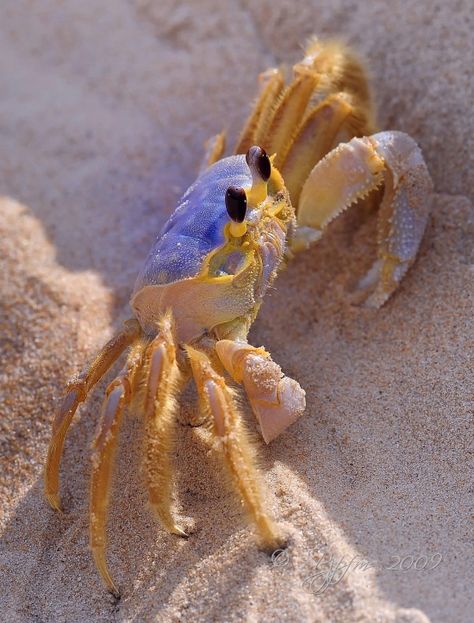 Corolla Nc, Fauna Marina, Crab And Lobster, Beach At Night, Water Life, Crustaceans, Ocean Creatures, Sea And Ocean, Sealife