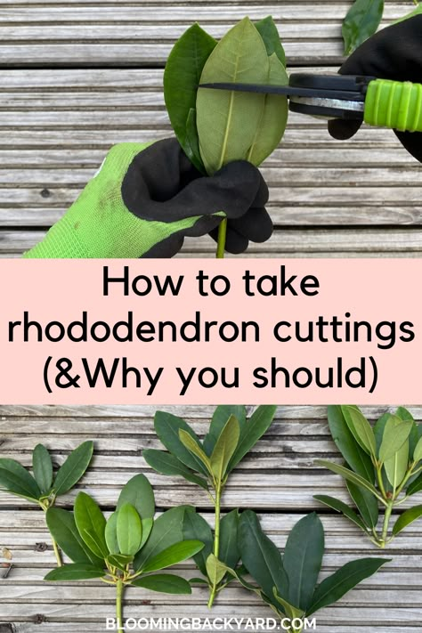 How to take rhododendron cuttings How To Propagate Rhododendron, Propagating Rhododendrons, Rhododendron Hedge, Pruning Rhododendrons, Rhododendron Care, Garden Ideas Budget, Gardening Gadgets, Rhododendron Plant, Garden Ideas Budget Backyard