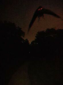 😈🤝 Scary Cryptids, Raycore Aesthetic, Grunge Halloween Aesthetic, Cryptids Aesthetic, Cryptidcore Wallpaper, Creepycore Aesthetic, Horror Core Aestethic, Arson Aesthetic, Mothman Aesthetic