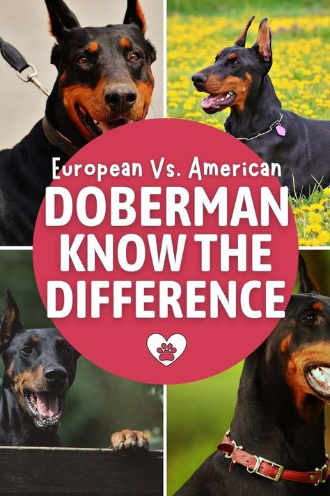 American Doberman Vs European, European Doberman Puppy, European Doberman Pinscher, Doberman Breeders, American Doberman, Brown Doberman, Doberman Breed, Doberman Pinchers, European Doberman