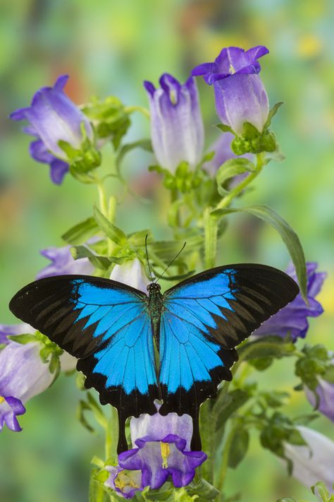 Blue Swallowtail Butterfly, Papilio Ulysses, Ulysses Butterfly, Common Blue Butterfly, Weird Insects, Butterfly Chrysalis, Beautiful Butterfly Photography, Flying Flowers, Butterfly Wallpaper Backgrounds