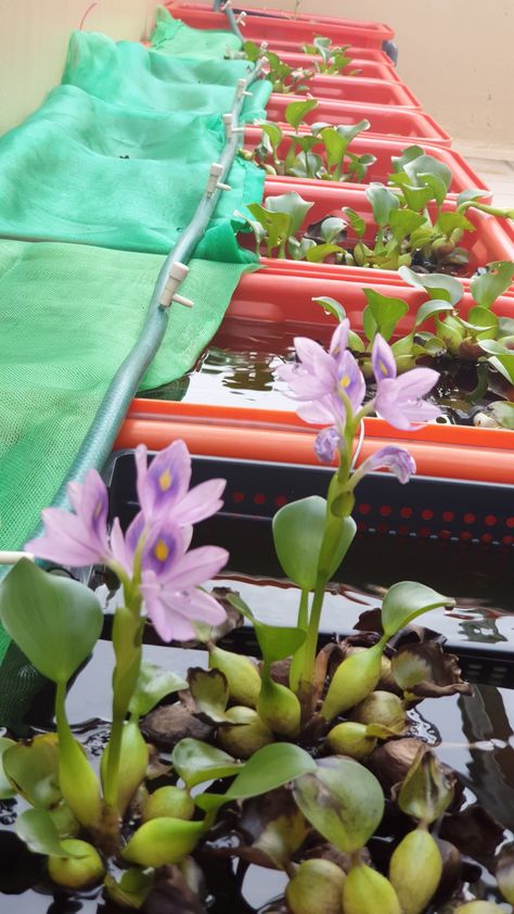 Outdoor guppy "pond" with blooming water hyacinth Guppy Pond, Water Hyacinth, Plants, Water, Quick Saves