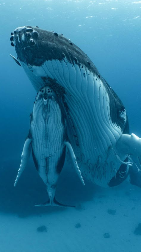 Water Animals, Beautiful Sea Creatures, Aquatic Animals, Ocean Conservation, Pretty Animals, Marine Biology, Under Water, Humpback Whale, Ocean Creatures