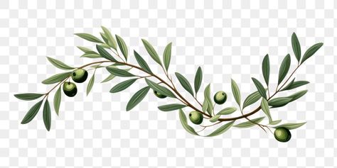 Olive Tree Branch, Plant Herbs, Olive Plant, Wild Olive, Olive Recipes, Salmon Pasta, Fruit Tree, Olive Leaf, Planting Herbs