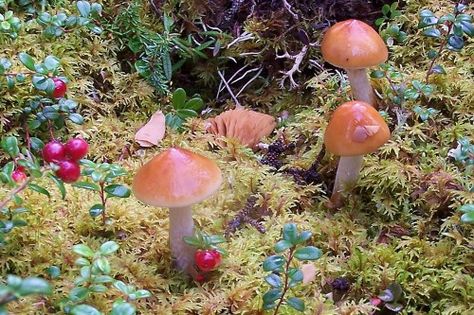 Mushrooms growing in a natural damp moss garden with cranberries. Climate Warming, Goblincore Aesthetic, Fairycore Aesthetic, Fairy Aesthetic, Cottage Core Aesthetic, Arte Inspo, Cottagecore Aesthetic, + Core + Aesthetic, Fairy Land