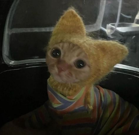 Cat With Hair Clip, Cat Wearing Hat, Cat In Sweater, Kitten Aesthetic, Cat Outfits, Silly Cars, Silly Kitties, Silly Cats Pictures, Silly Animals