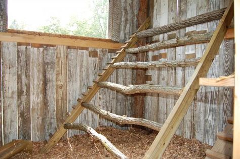 rustic ladder style chicken roost Chicken Coop With Flower Boxes, Ladder Roost For Chickens, Natural Chicken Roost, Chicken Coop Ladder Diy, Thread Pictures, Chicken Ladder, Herbs For Chickens, Chicken Perches, Chicken Roost