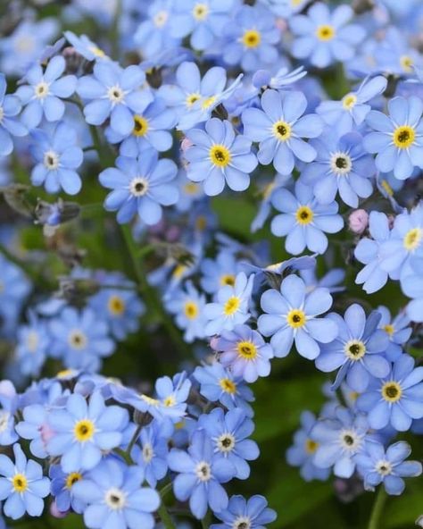 Forget Ne Nots, Forget Me Not Flowers Aesthetic, Forgetmenots Flowers, Gretchen Weiners, Forget Me Nots Flowers, Flower References, Pretty Flowers Pictures, Forget Me Not Blue, Forget Me Not Flowers