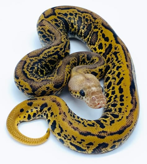 Pastel Acid Spotnose Leopard YB Clown by Ball Python Shed Rare Ball Python Morphs, Ball Pythons Morphs, Black Ball Python, Ball Python Aesthetic, Dream Snake, Medusa Snake, Python Regius, Fancy Ball, Colorful Snakes