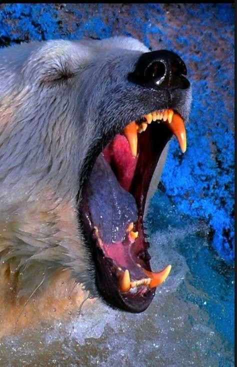 Polar Bear Aesthetic, Bear Teeth, Bear Reference, Polar Bear Fur, Polar Bear Art, Scary Animals, Mandrill, Trending Pins, Pretty Animals