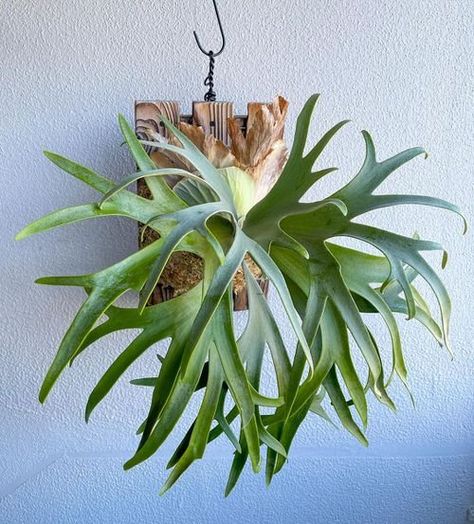 Staghorn Plant, Staghorn Fern Mount, Colorado Flowers, Air Fern, Indoor Ferns, Hanging Ferns, Japanese Painted Fern, Maidenhair Fern, Staghorn Fern