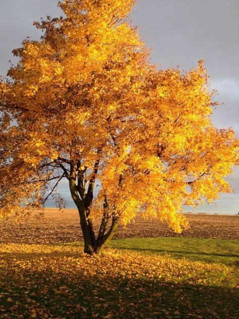 Fall Tree Pictures Autumn Leaves, Autumn Reference Photo, Tree Photo Reference, Scenery Reference Photos, Autumn Trees Aesthetic, Autumn Trees Photography, Chinese Pistache Tree, Trees Reference, Trees In Landscape