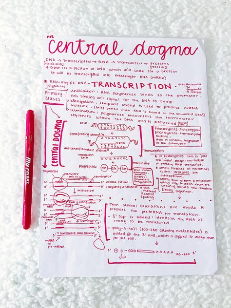 #neathandwriting #neatnotes #prettynotes #transcription #centraldogma Transcription Notes Biology, Transcription And Translation Notes, Transcription Notes, Notes Making Ideas, Central Dogma Of Molecular Biology, Anatomy Notes Aesthetic, Biotechnology Notes, Cell Biology Notes, Notes Biology