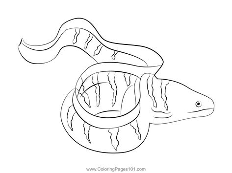 Barred Moray Eel Coloring Page Moray Eel Drawing, Eel Drawing, Eel Art, Moray Eel, Cute Doodle Art, Bible School, Cute Doodles, Free Kids, Printable Coloring